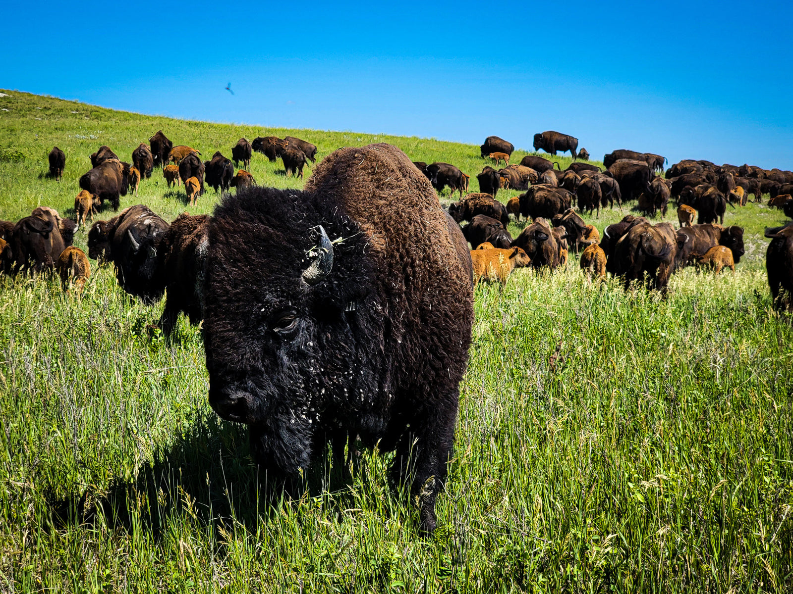 777 Bison