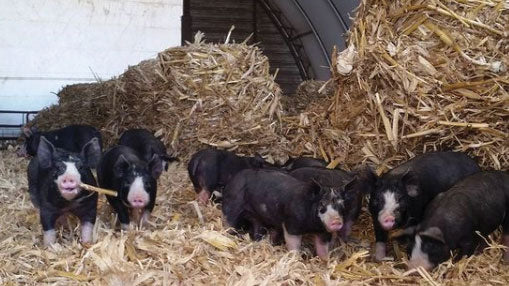 Berkwood Farms