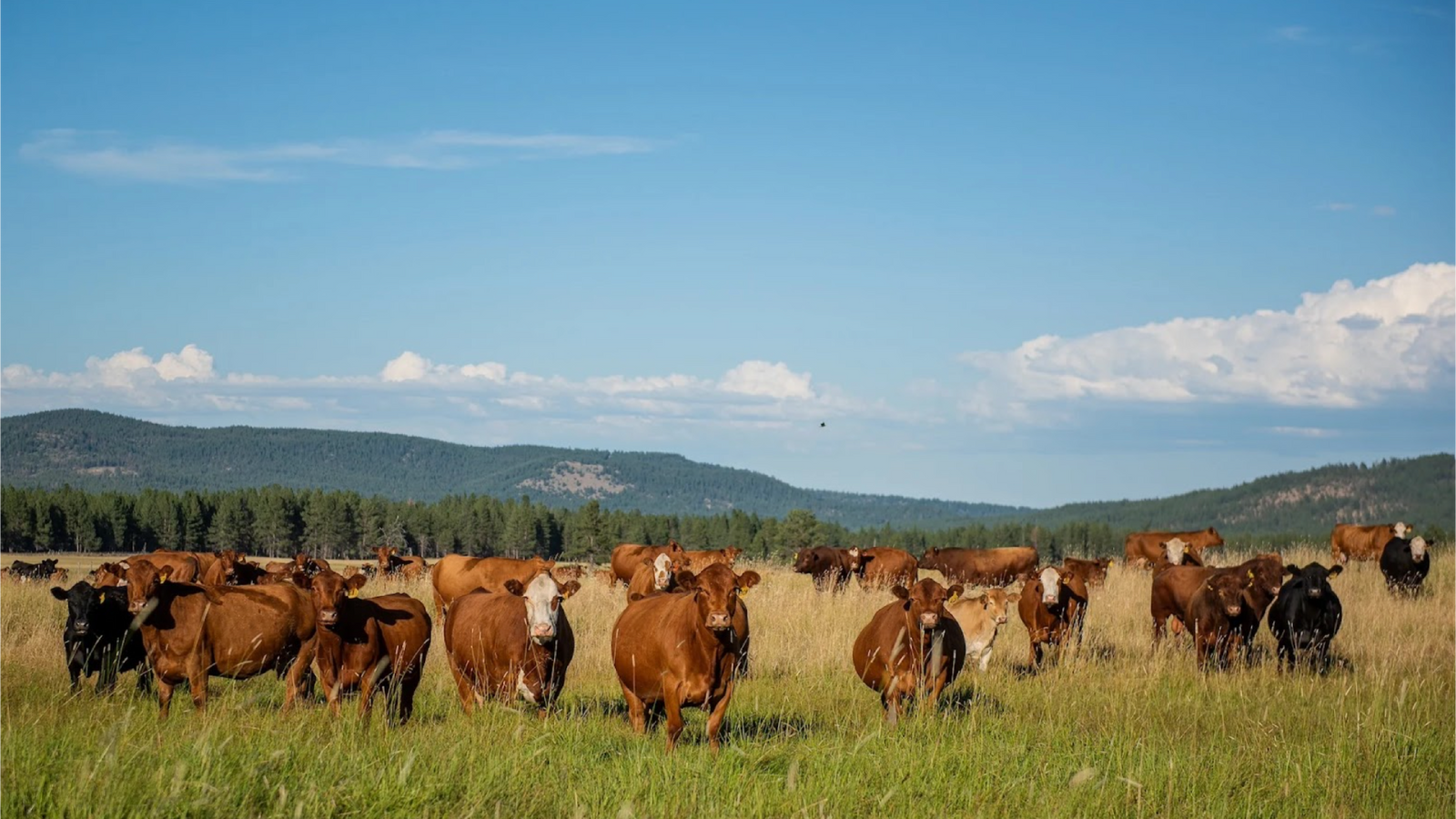 Country Natural Beef