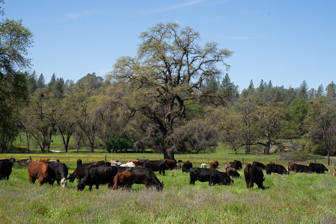 Cream Co. Meats Program Attribute Definitions