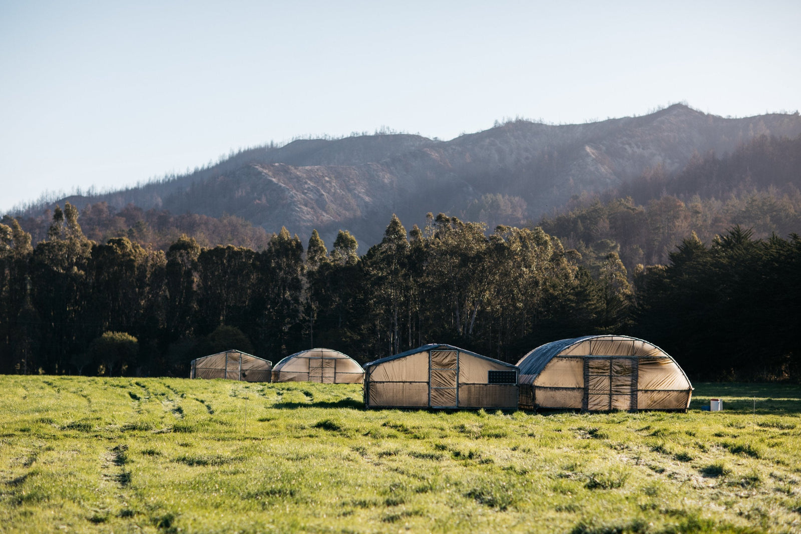 Fogline Farm