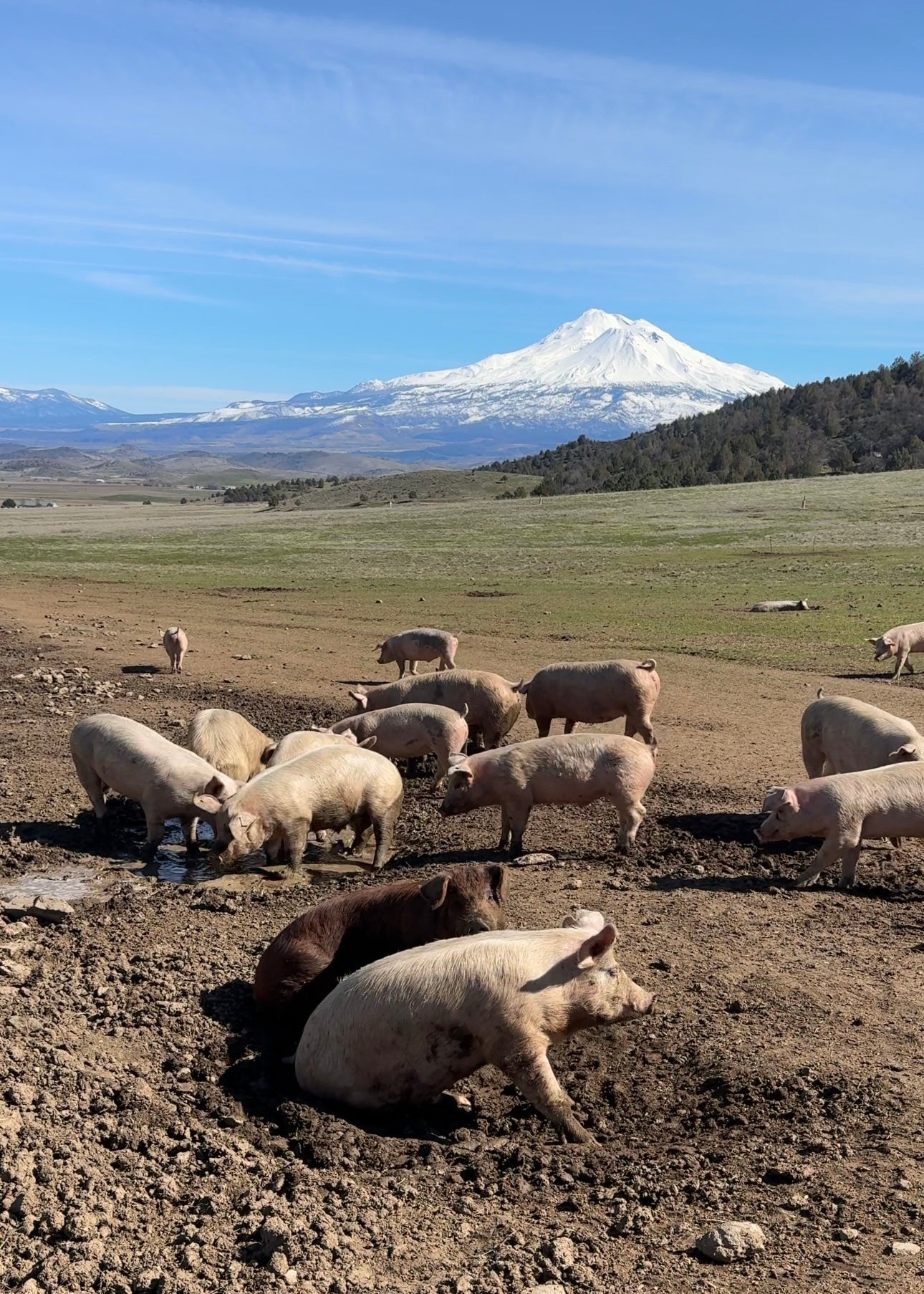 StarWalker Organic Farms