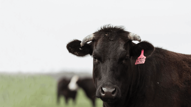 Altair Grass-Fed Wagyu
