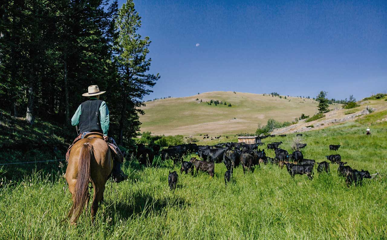 TomKat Ranch