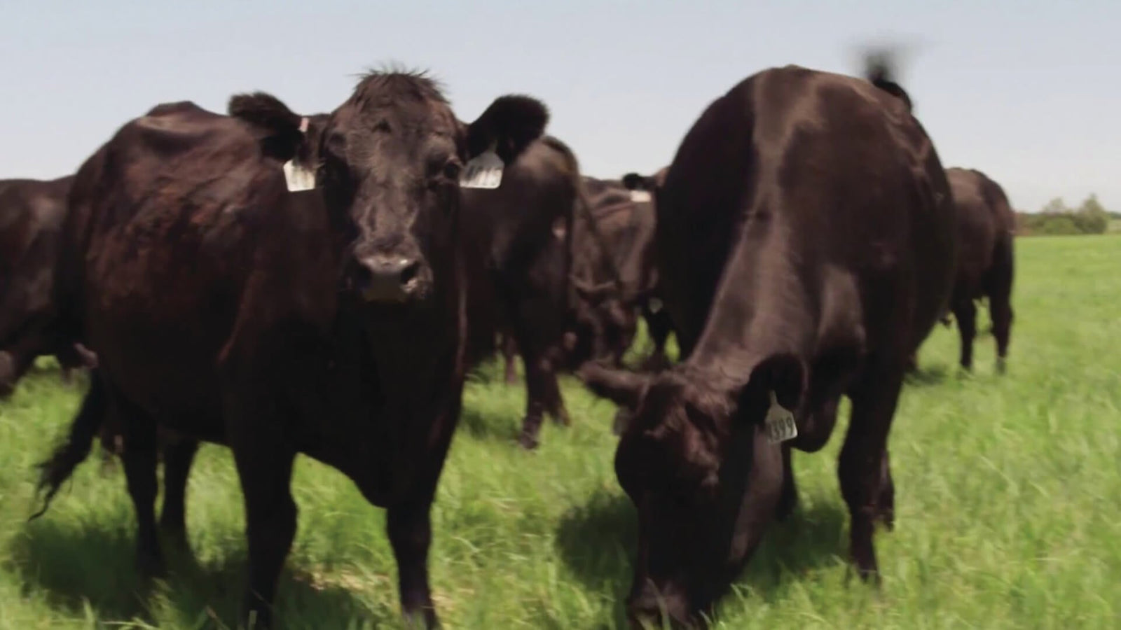 Creekstone 100% Natural