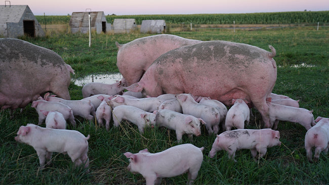 Klingeman Family Farms