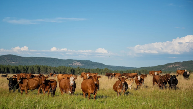 Image for Country Natural Beef