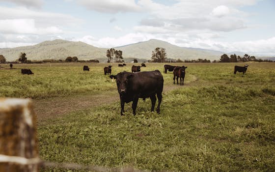 Image for Eel River Beef