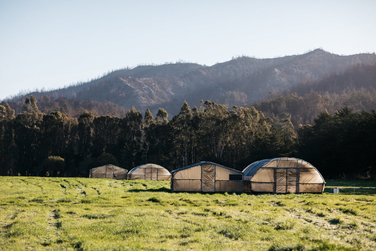Fogline Farm – Cream Co. Meats