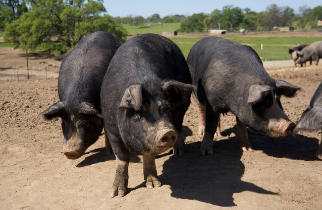 Image for Peads & Barnetts