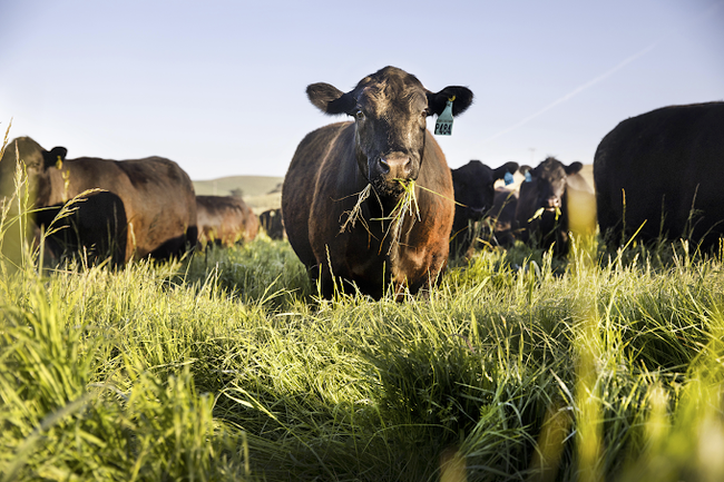 Image for Stemple Creek Ranch