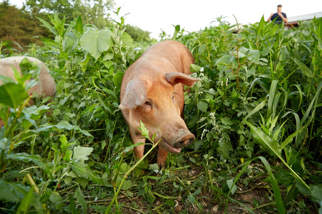 Image for True Story Farms