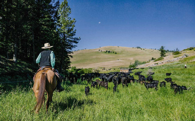 Image for TomKat Ranch