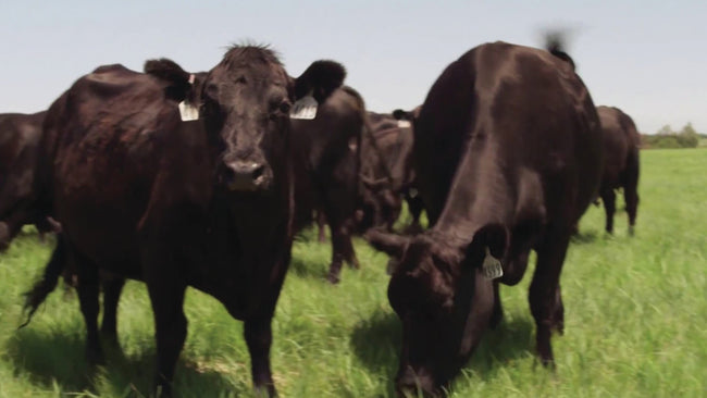 Image for Creekstone 100% Natural