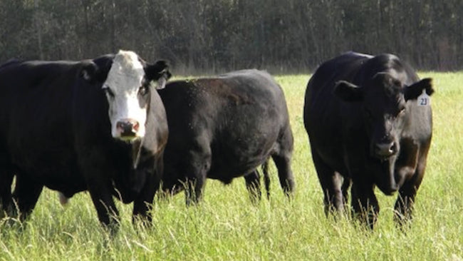 Image for Humboldt Grassfed Beef