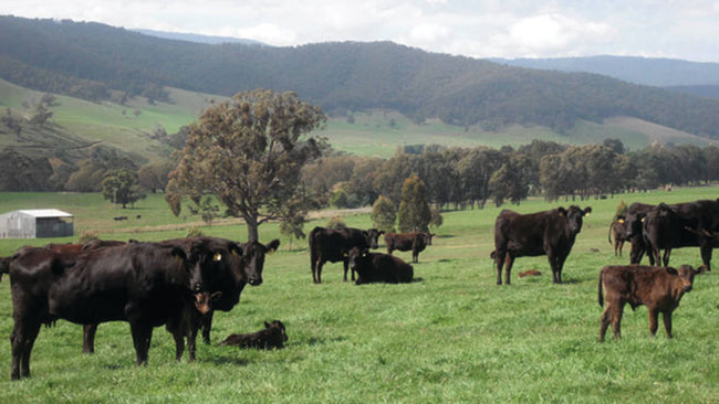 Image for Sher Wagyu